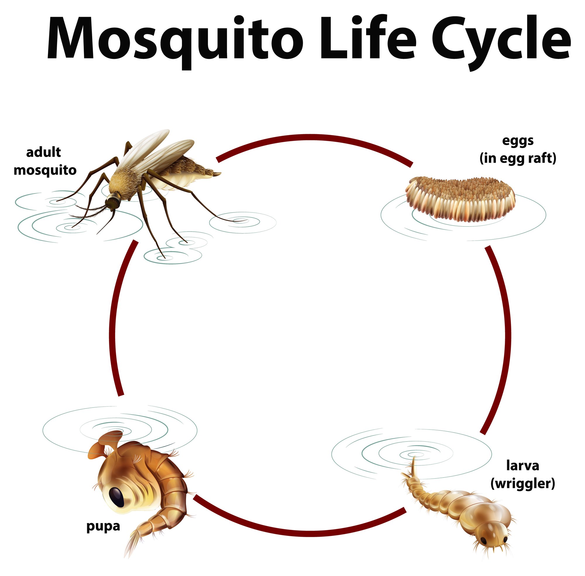 a graphic of the lifecycle of a mosquito from egg to larva to pupa to mosquito
