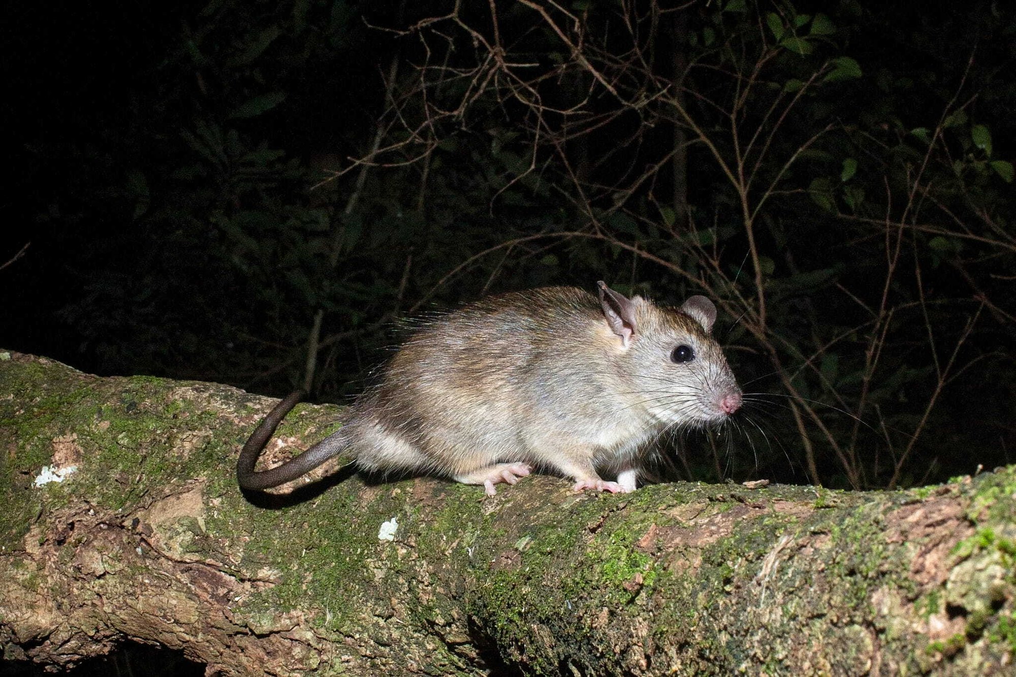 Black Rat