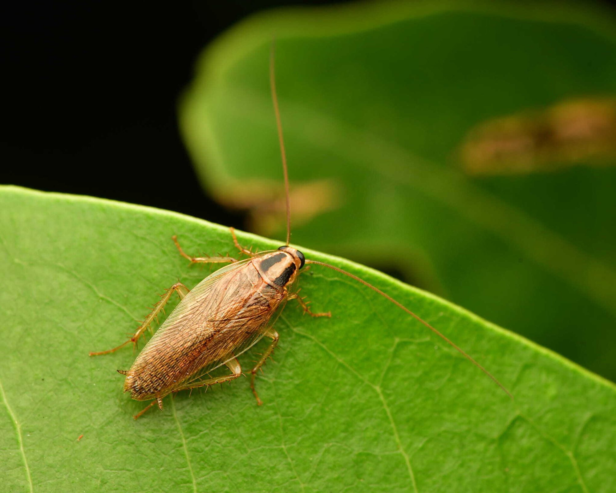 Cockroach2 Cockroach2