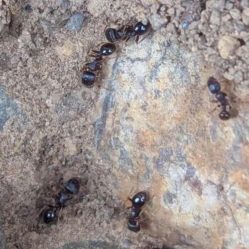 a photo of pavement ants