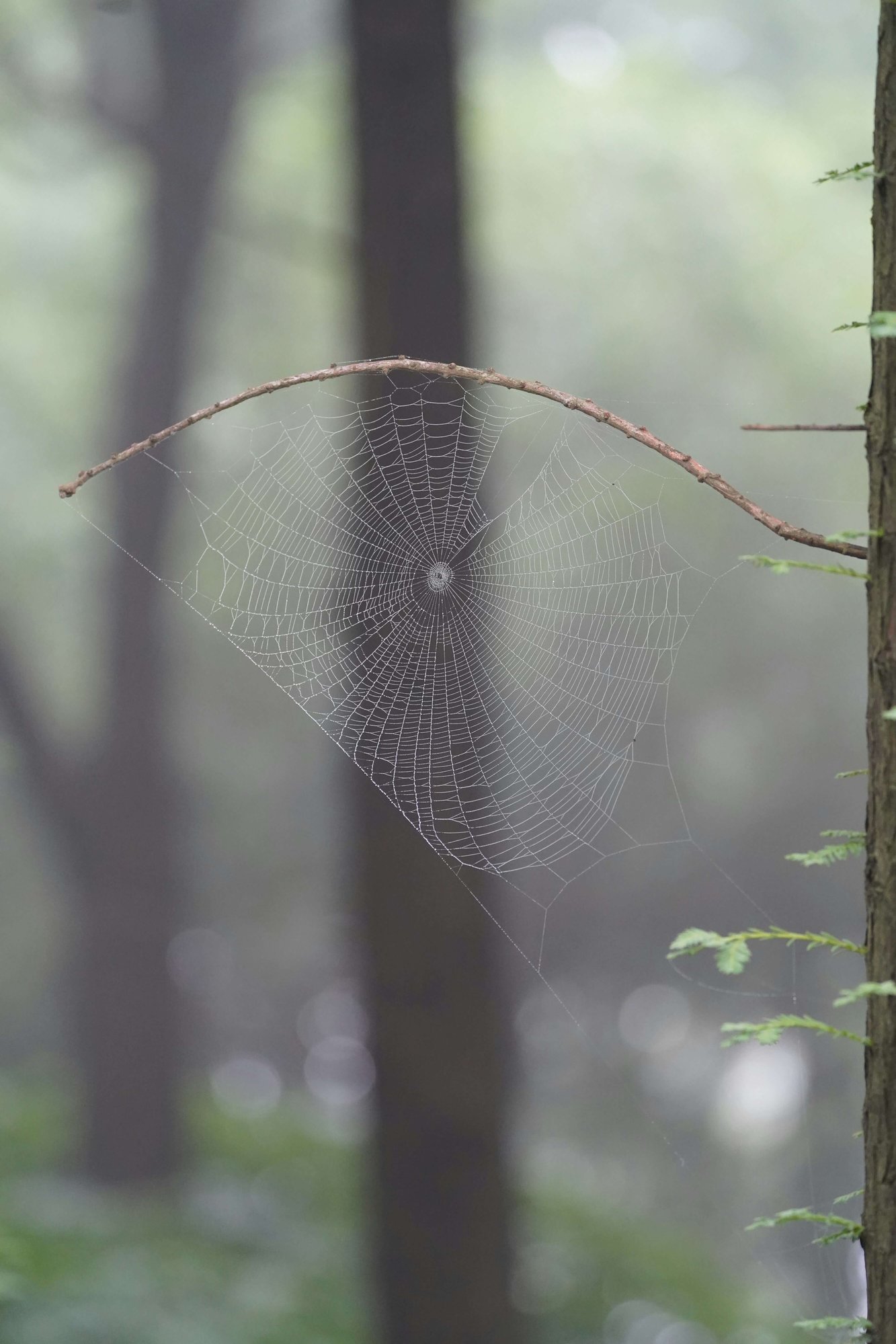 SpiderWeb