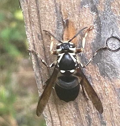 a photo of a bald faced hornet