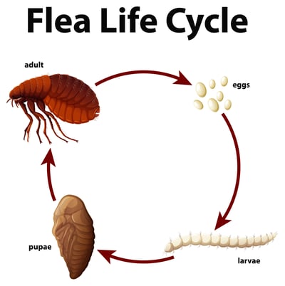 flealifecycle