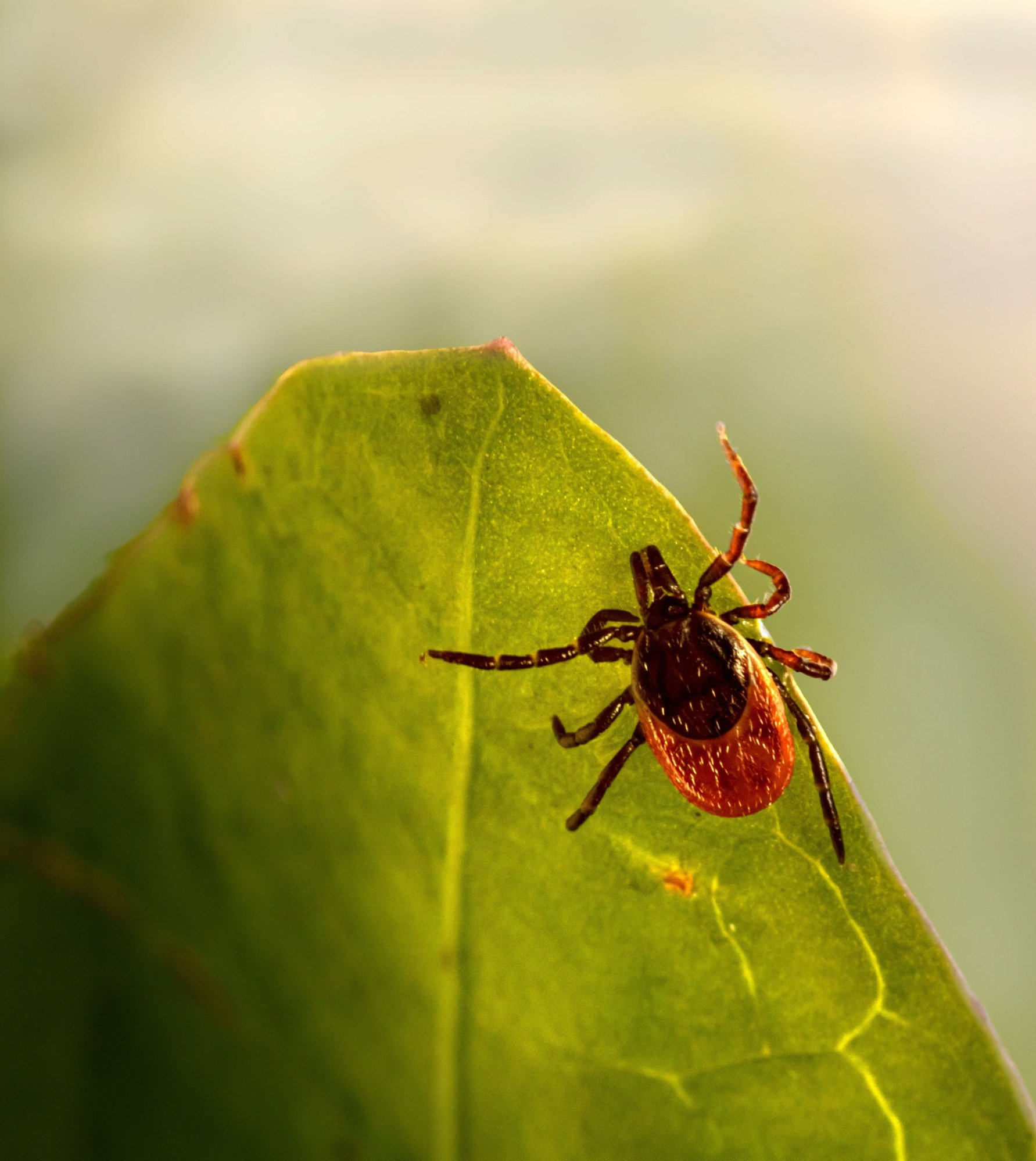 tick (1)