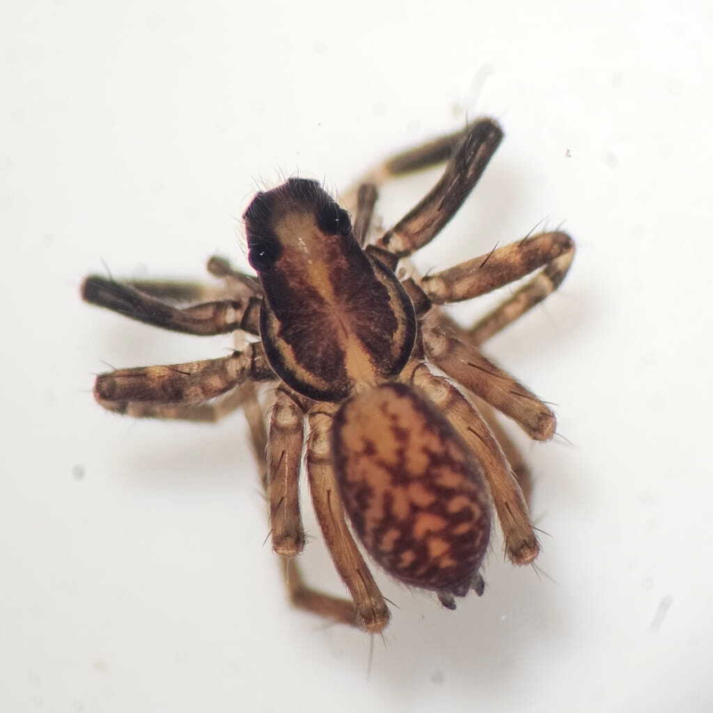 WolfSpider (1)