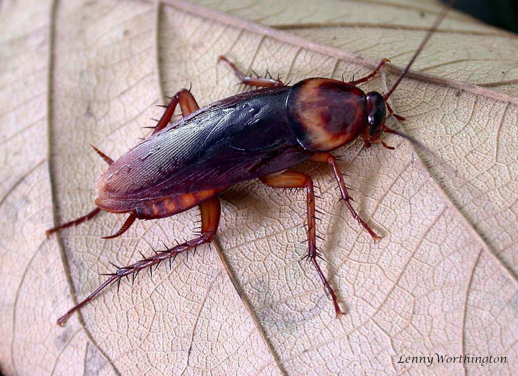 americancockroach (1)
