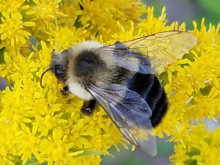 a photo of a bumble bee on a flower