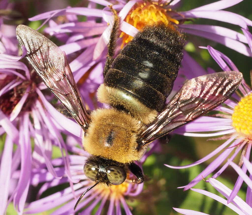 A photo of a carpenter bee on a flower