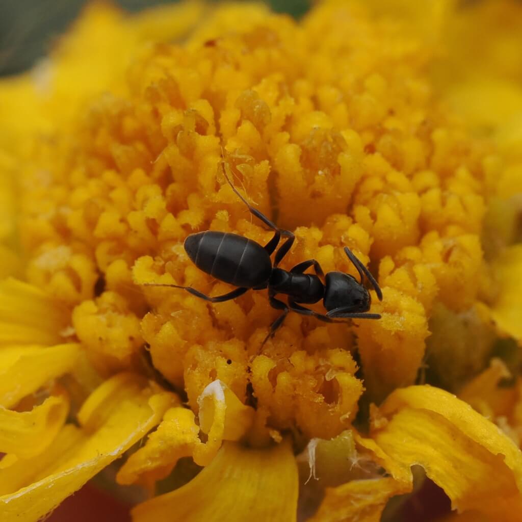 Odorous House Ants