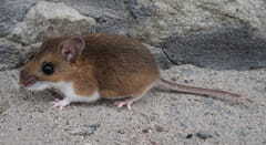 small (2)